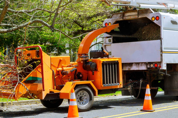 Leaf Removal in Blue Ridge, AL